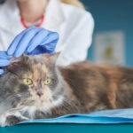 insuficiencia renal en gatos