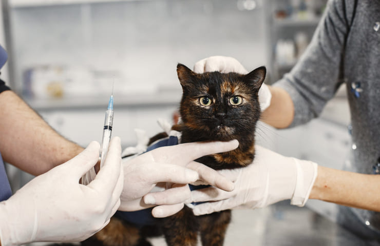 esterilizar gato
