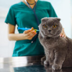 enfermedades comunes en gatos