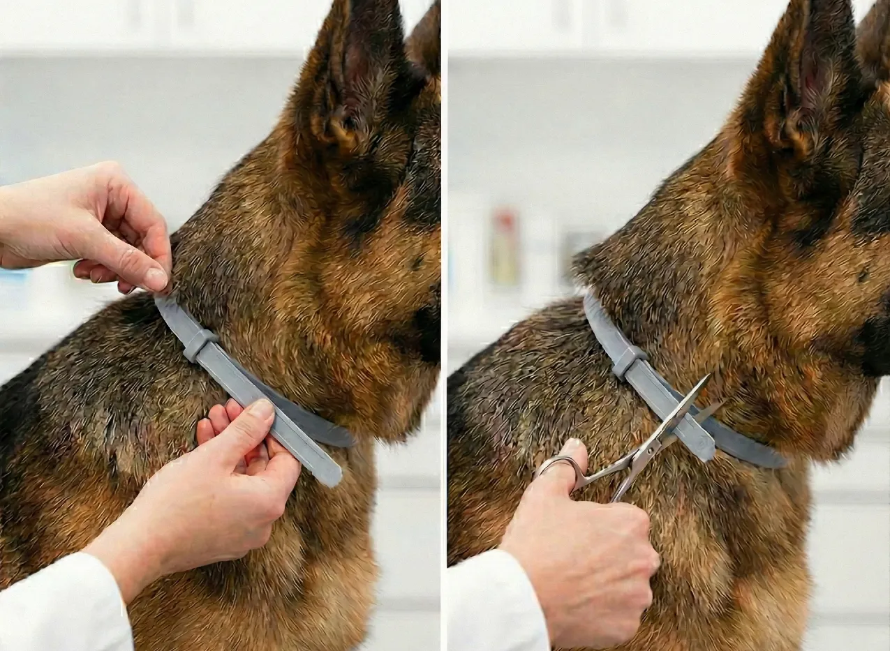 ¿Cuál es el mejor collar antiparasitario para perros? como colocar collar antiparasitario - ¿Cuál es el mejor collar antiparasitario para perros?
