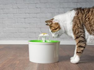 ¿Que hacer si tu gato bebe mas agua de lo habitual 300x225 - ¿Por qué mi gato bebe mucha agua? Analizamos todos los detalles