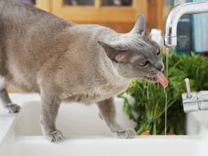 Posibles razones por las que tu gato bebe mucha agua 300x225 - ¿Por qué mi gato bebe mucha agua? Analizamos todos los detalles