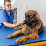 Factores que afectan la salud articular en perros veterinario observando a un perro con displasia de codo