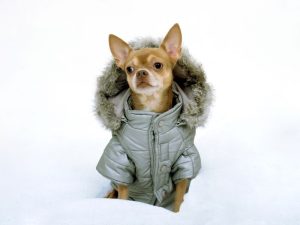 ¿Como podemos proteger las articulaciones de nuestro perro en invierno 300x225 - ¿Cómo cuidar las articulaciones de tu perro en invierno?