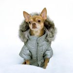 ¿Cómo podemos proteger las articulaciones de nuestro perro en invierno mejores abrigos para perros