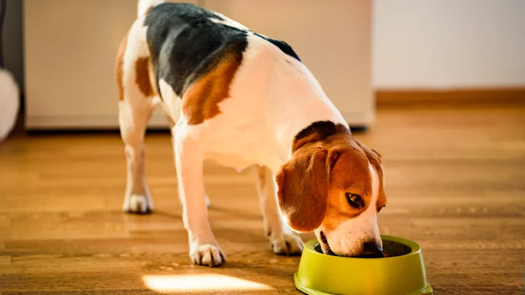 Sin titulo 1536 x 864 px 12 1024x576 - Los mejores piensos para perros en 2025: guía completa para una nutrición de calidad