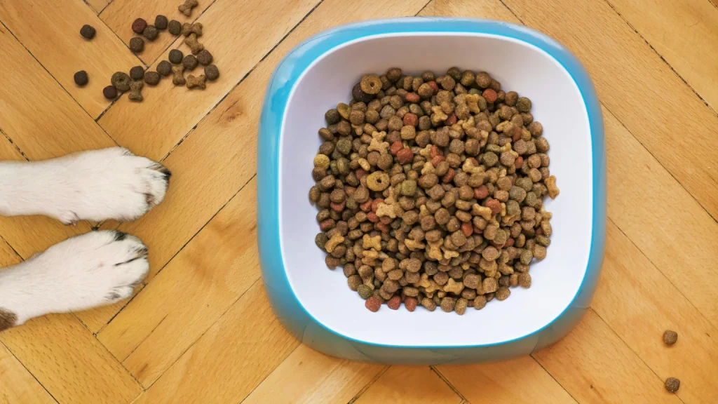 Sin titulo 1536 x 864 px 13 1024x576 - Los mejores piensos para perros en 2025: guía completa para una nutrición de calidad