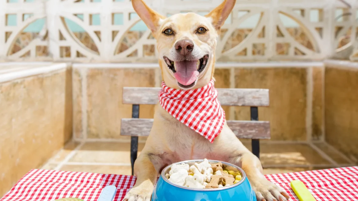 Sin titulo 1536 x 864 px 14 1170x658 - Los mejores piensos para perros en 2025: guía completa para una nutrición de calidad