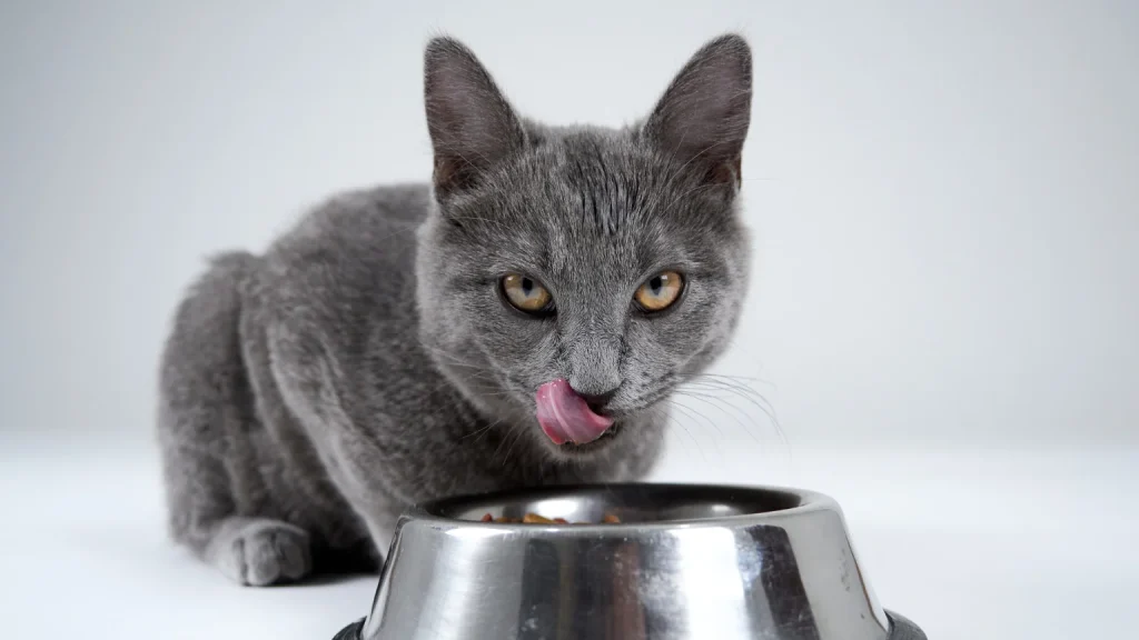 Sin titulo 1536 x 864 px 24 1024x576 - ¿Qué no deben comer los gatos? 10 alimentos prohibidos para gatos