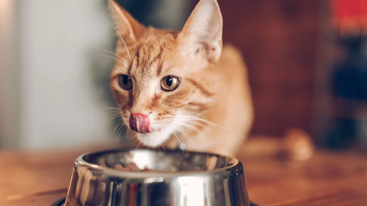 Sin titulo 1536 x 864 px 25 1170x658 - ¿Qué no deben comer los gatos? 10 alimentos prohibidos para gatos