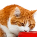 Sin titulo 1536 x 864 px 46 150x150 - ¿Por qué mi gato come menos en verano?