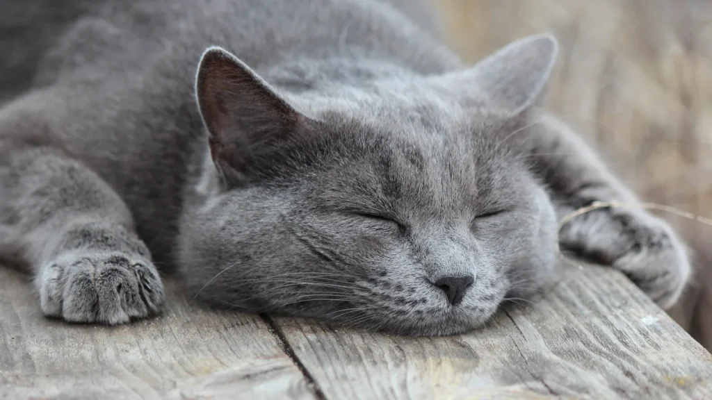 Sin titulo 1536 x 864 px 47 1024x576 - ¿Por qué mi gato come menos en verano?