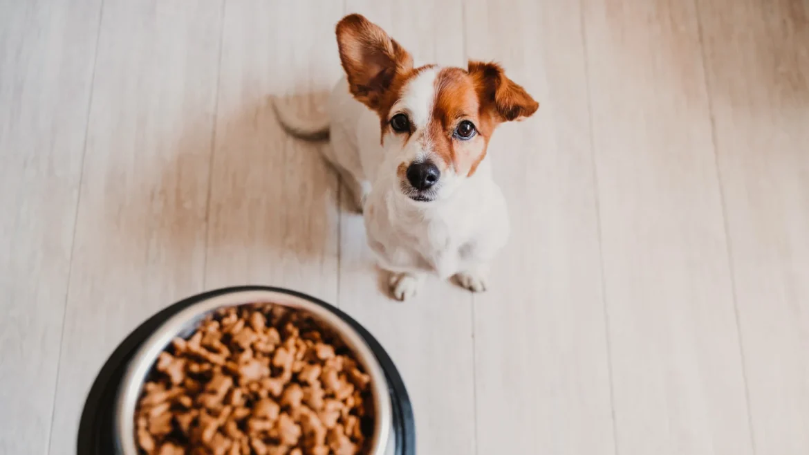 Sin titulo 1536 x 864 px 52 1170x658 - Alimentación para perros con alergias: piensos recomendados y consejos prácticos