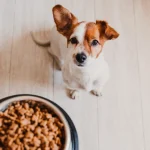 Sin titulo 1536 x 864 px 52 150x150 - Alimentación para perros con alergias: piensos recomendados y consejos prácticos