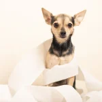 Sin titulo 1536 x 864 px 60 150x150 - ¿Qué consideraciones debo tener en cuenta si mi perro tiene estreñimiento o problemas en las secreciones de glándulas anales?