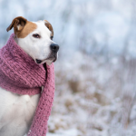 Por qué es más importante reforzar las defensas en otoño e invierno