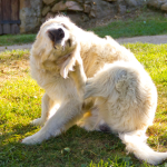 Síntomas y diagnóstico de alergias en perros