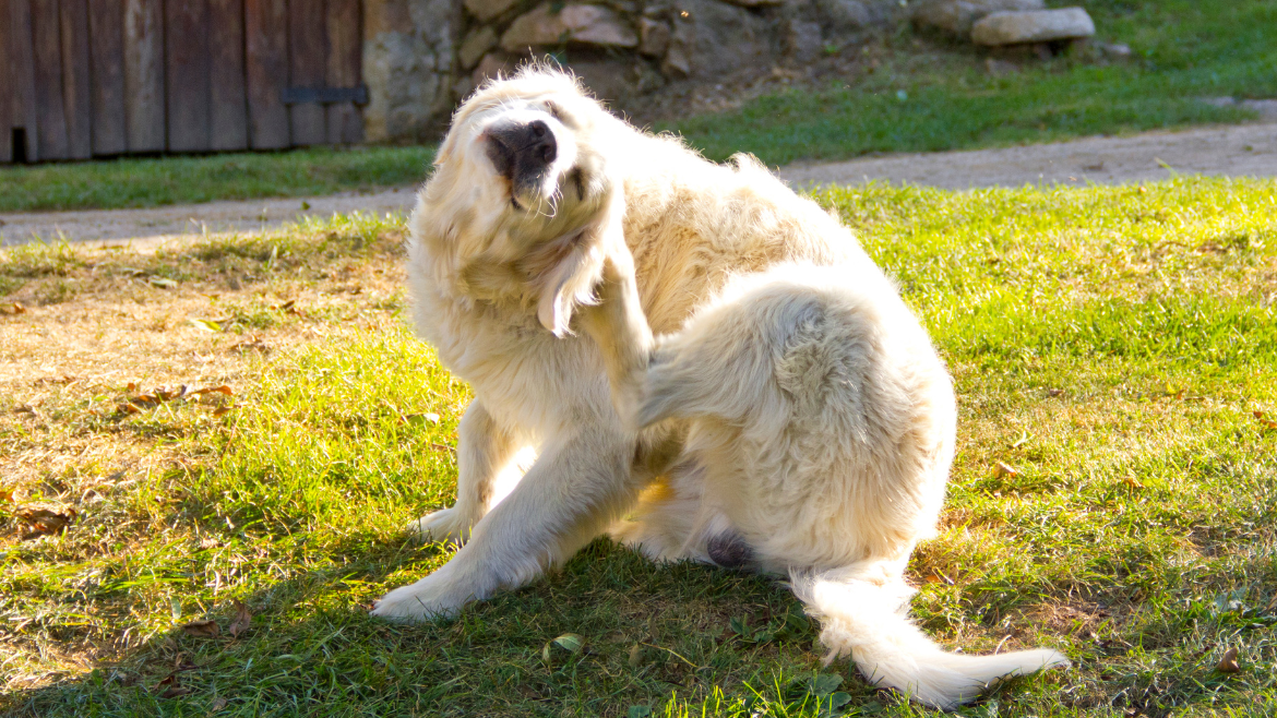 Síntomas y diagnóstico de alergias en perros