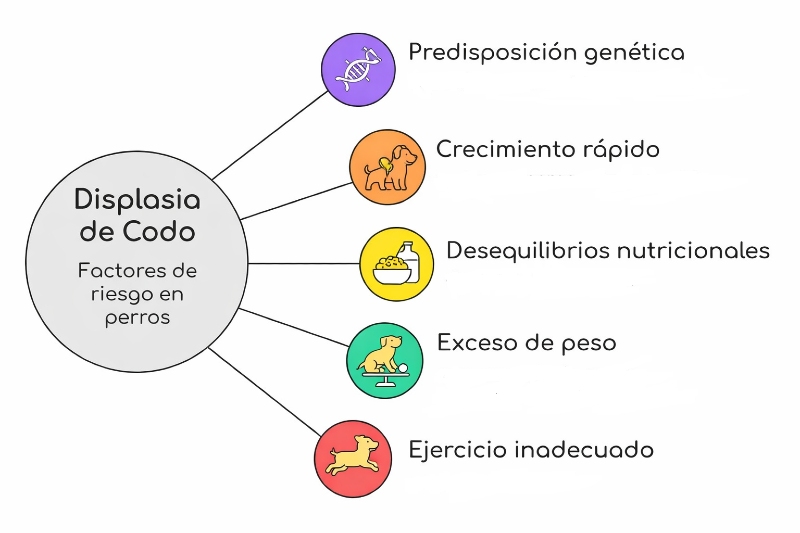 Displasia de codo en perros: señales, causas y cómo mejorar su calidad de vida factores displasia codo perros - Displasia de codo en perros: señales, causas y cómo mejorar su calidad de vida