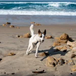 perro-en-playa-spray-solar un perro en la playa con spray solar puesto
