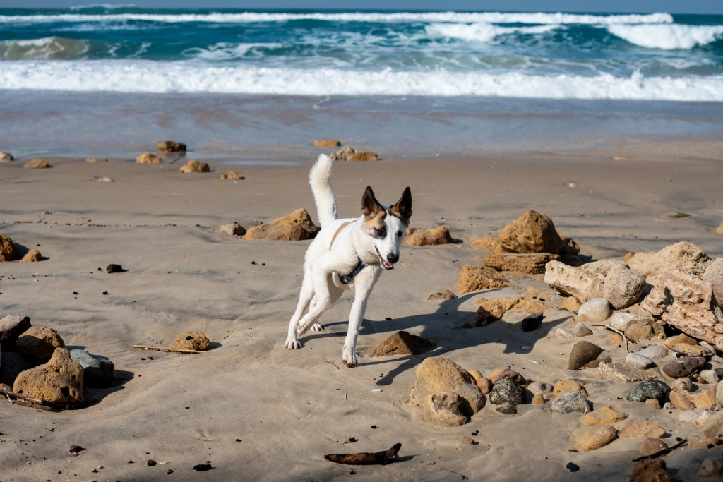 un perro en la playa con spray solar puesto