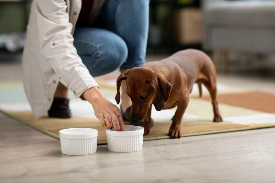Mi perro bebe mucha agua: causas y cuándo consultar con el veterinario mi perro bebe agua y orina mucho - Mi perro bebe mucha agua: causas y cuándo consultar con el veterinario