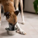 mi-perro-bebe-mucha-agua mi perro bebe mucha agua
