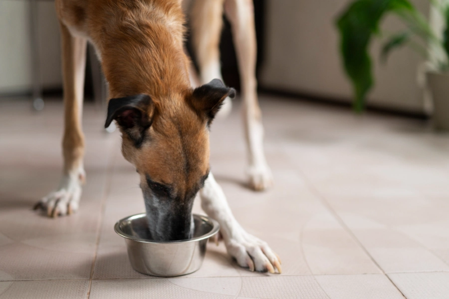 mi perro bebe mucha agua