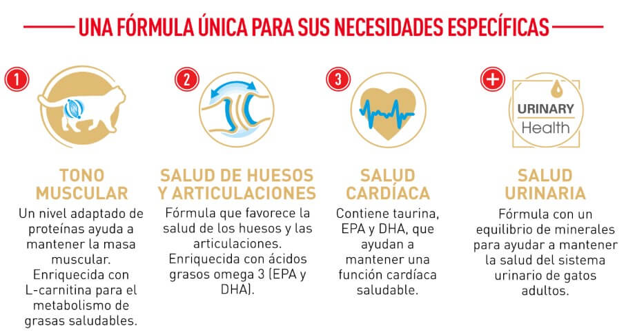 Royal-Canin-Gato-British-Shorthair-Beneficios