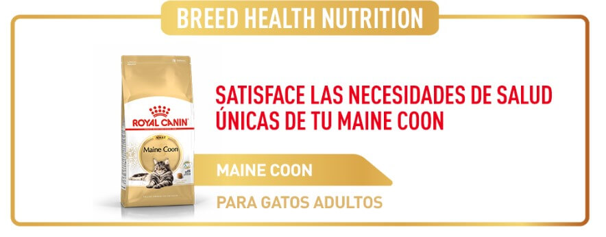 Royal-Canin-Gato-Maine-Coon