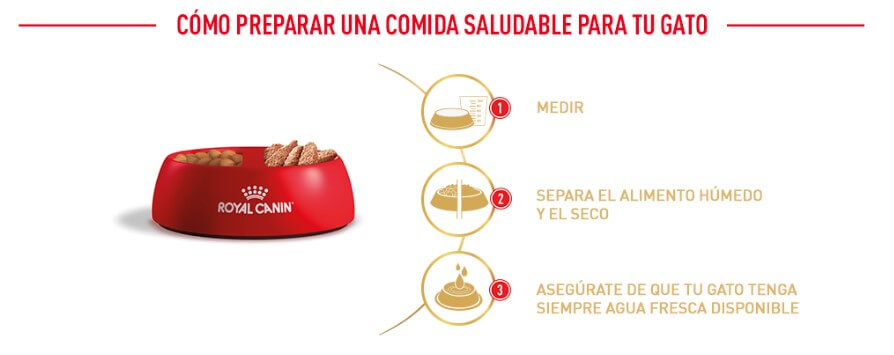 Royal-Canin-Gato-Persian-Adult-administración