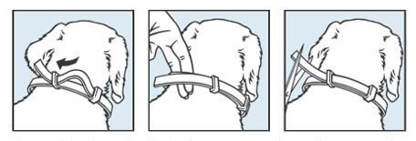 como colocar seresto perros grandes