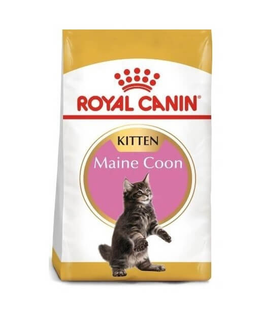 royal-canin-gato-kitten-maine-coon
