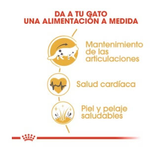 royal-canin-gato-maine-coon-beneficios