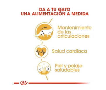 royal-canin-gato-maine-coon-tamaño