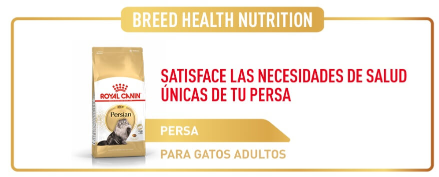 royal-canin-gato-persian-adult-beneficios