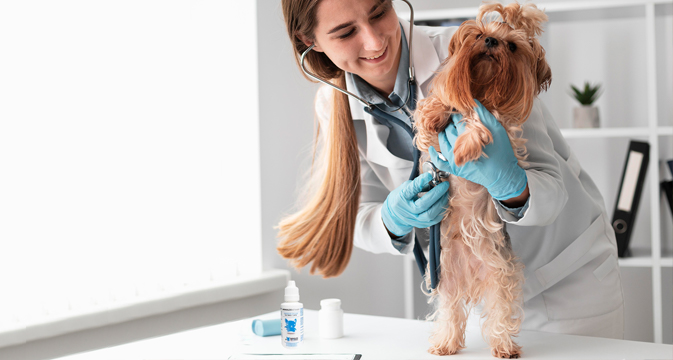 veterinario
