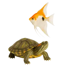 Peces y Tortugas categoria